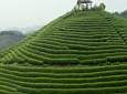 “茶联网”实现茶叶可信溯源